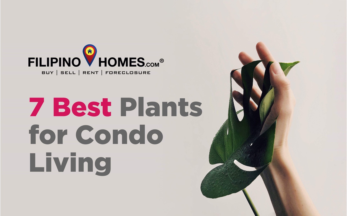 7 Best Plants for Condo Living